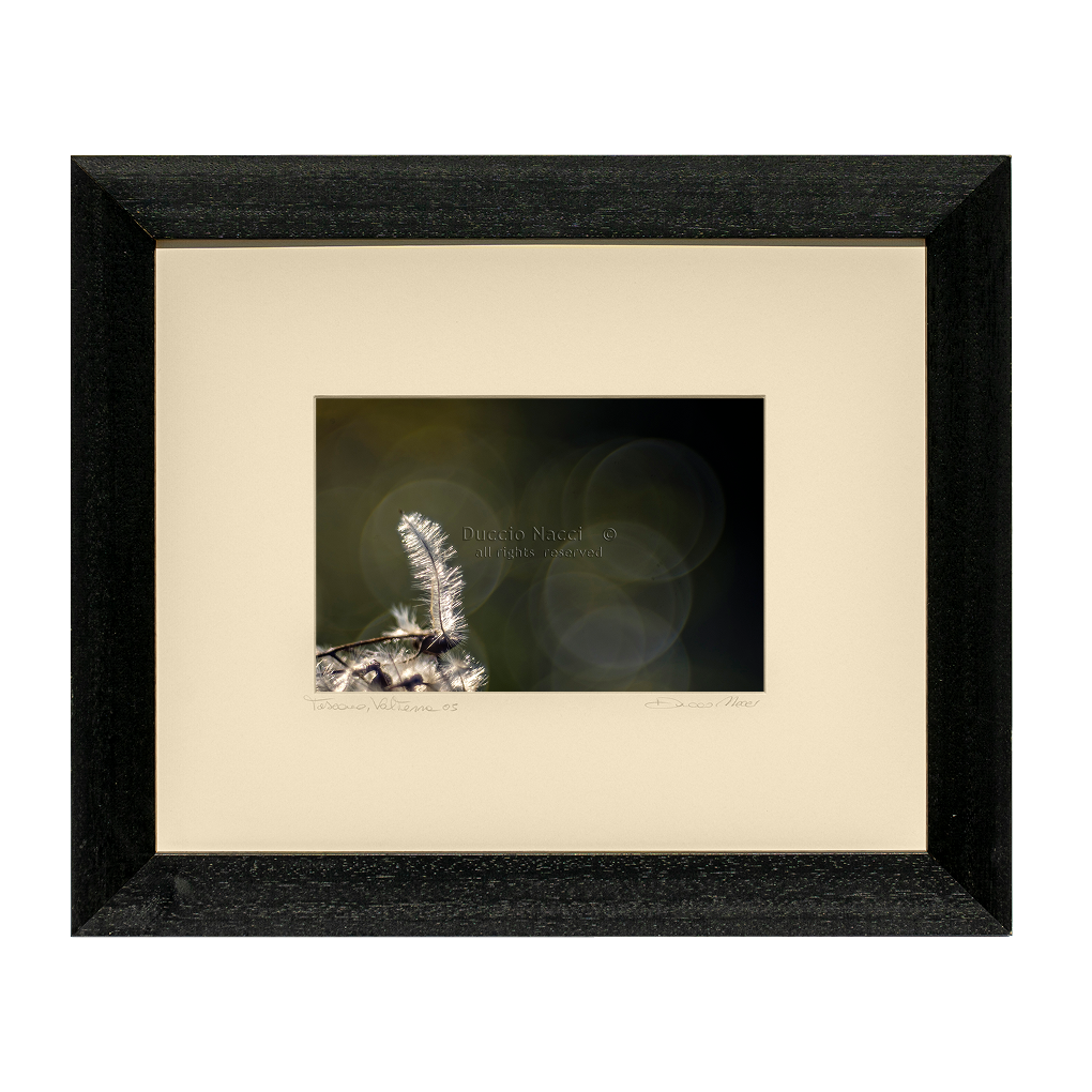 Solitary Featherlight - Duccio Nacci