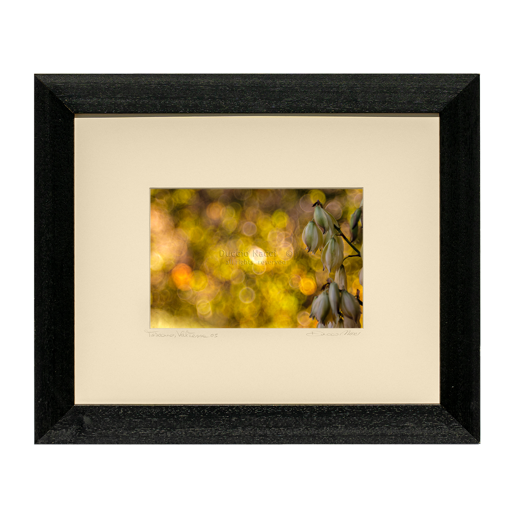 Yucca at Sundown - Duccio Nacci