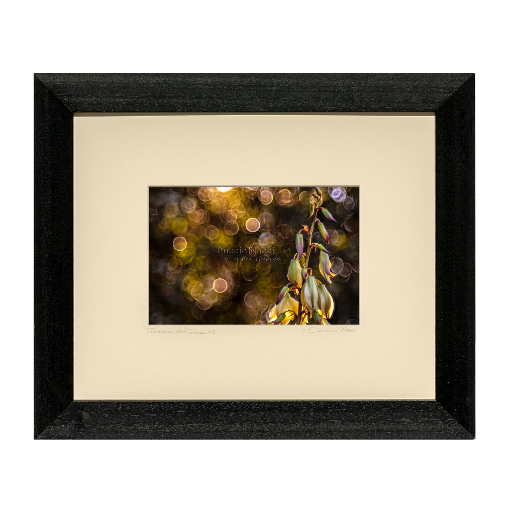 Rose Circle of Dawn - Duccio Nacci