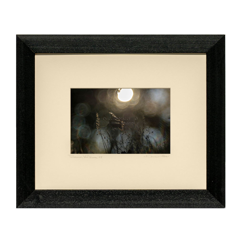 Sunlit Dandelion Gleam - Duccio Nacci