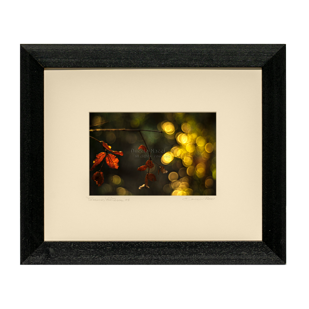 Crimson Maple Veil - Duccio Nacci