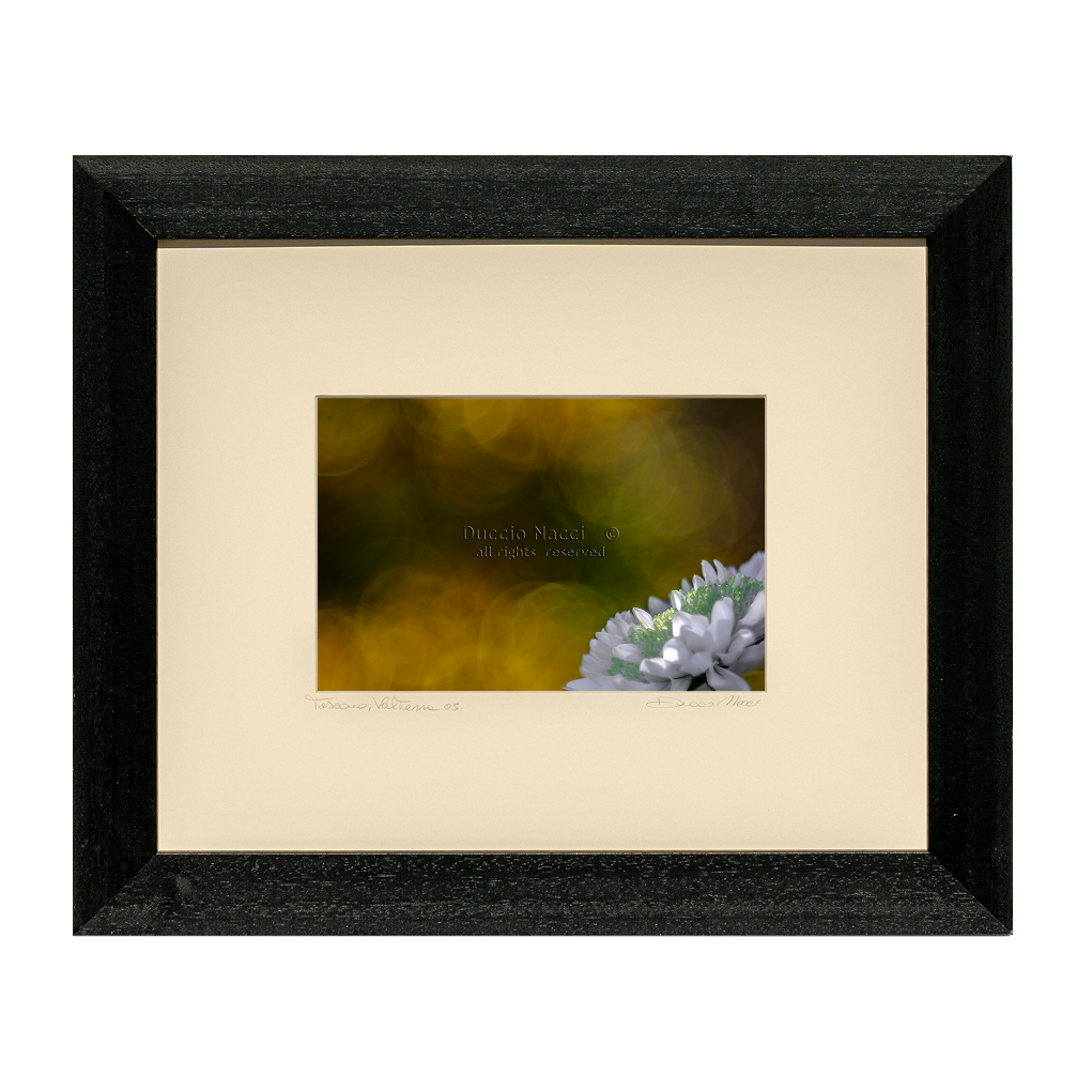 White Daisy - Duccio Nacci
