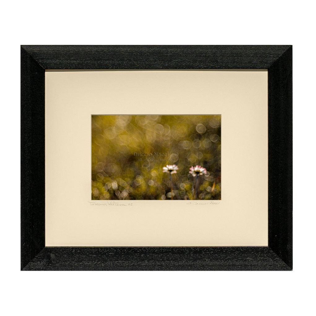 Chamomille - Duccio Nacci