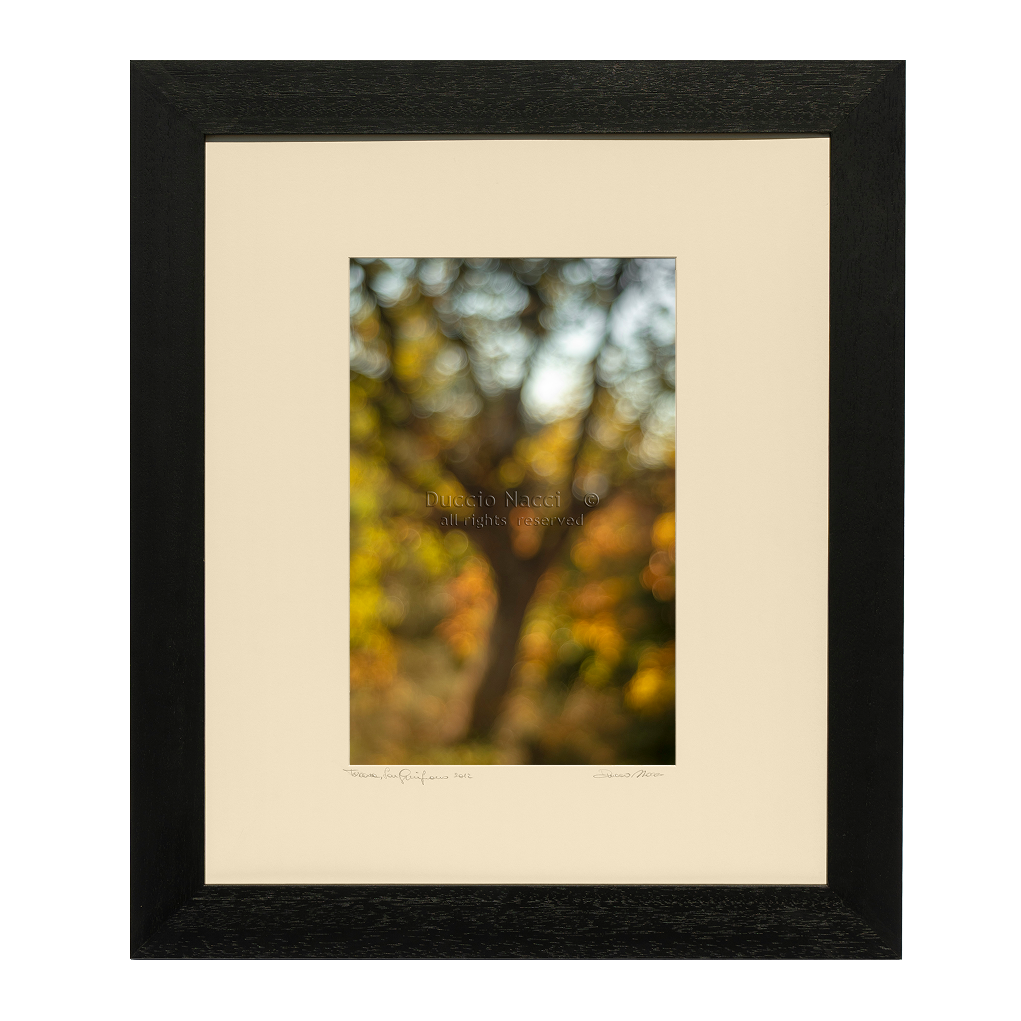 Tree of Light - Duccio Nacci