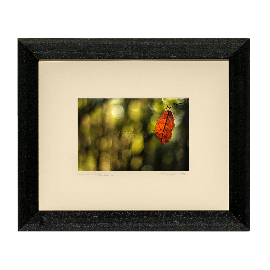 Autumn Leaf - Duccio Nacci