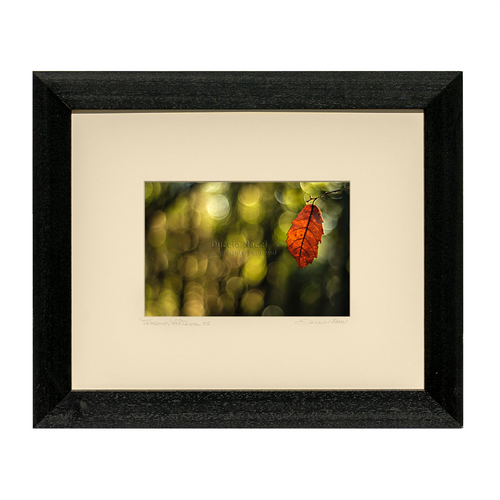 Autumn Leaf - Duccio Nacci