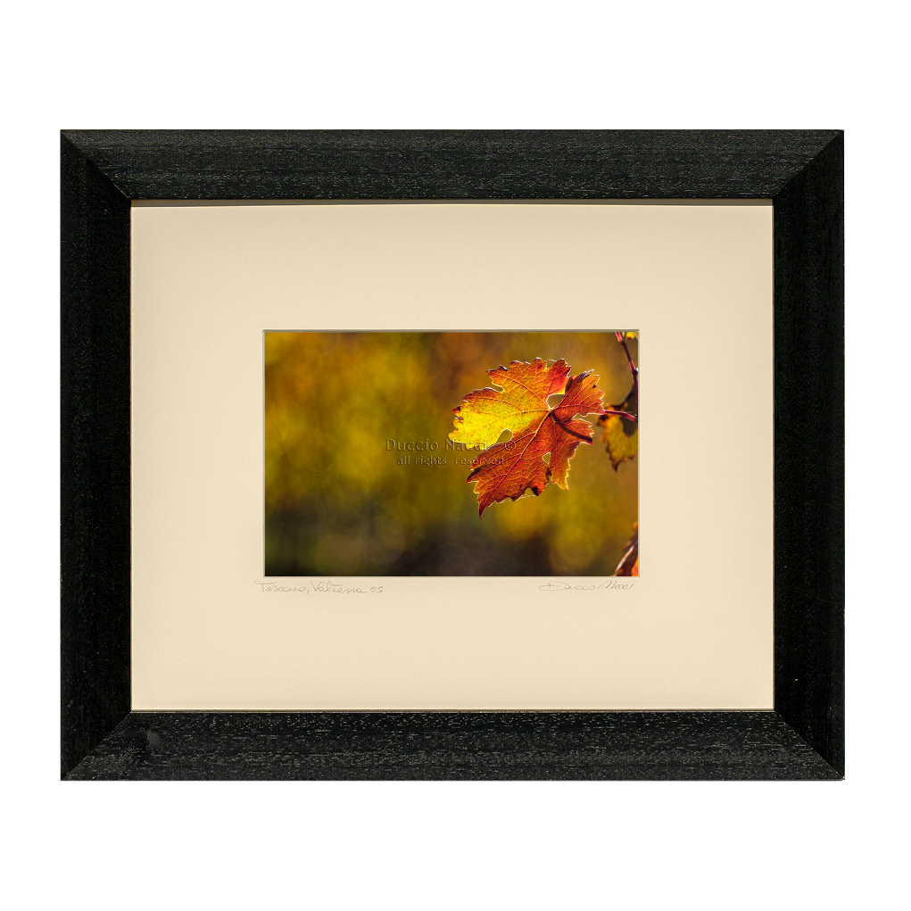 Vine Leaf - Duccio Nacci