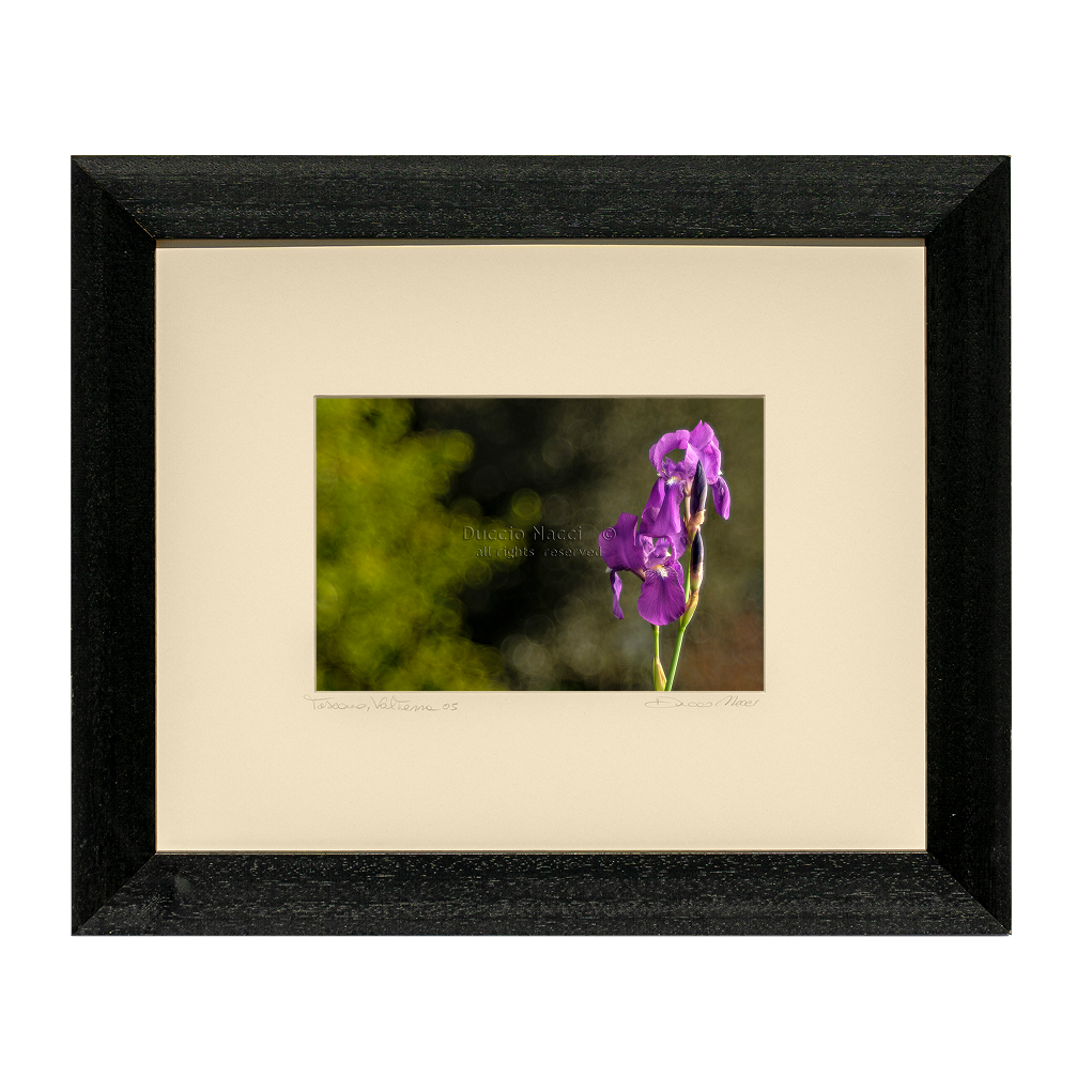 Regal Purple Iris - Duccio Nacci