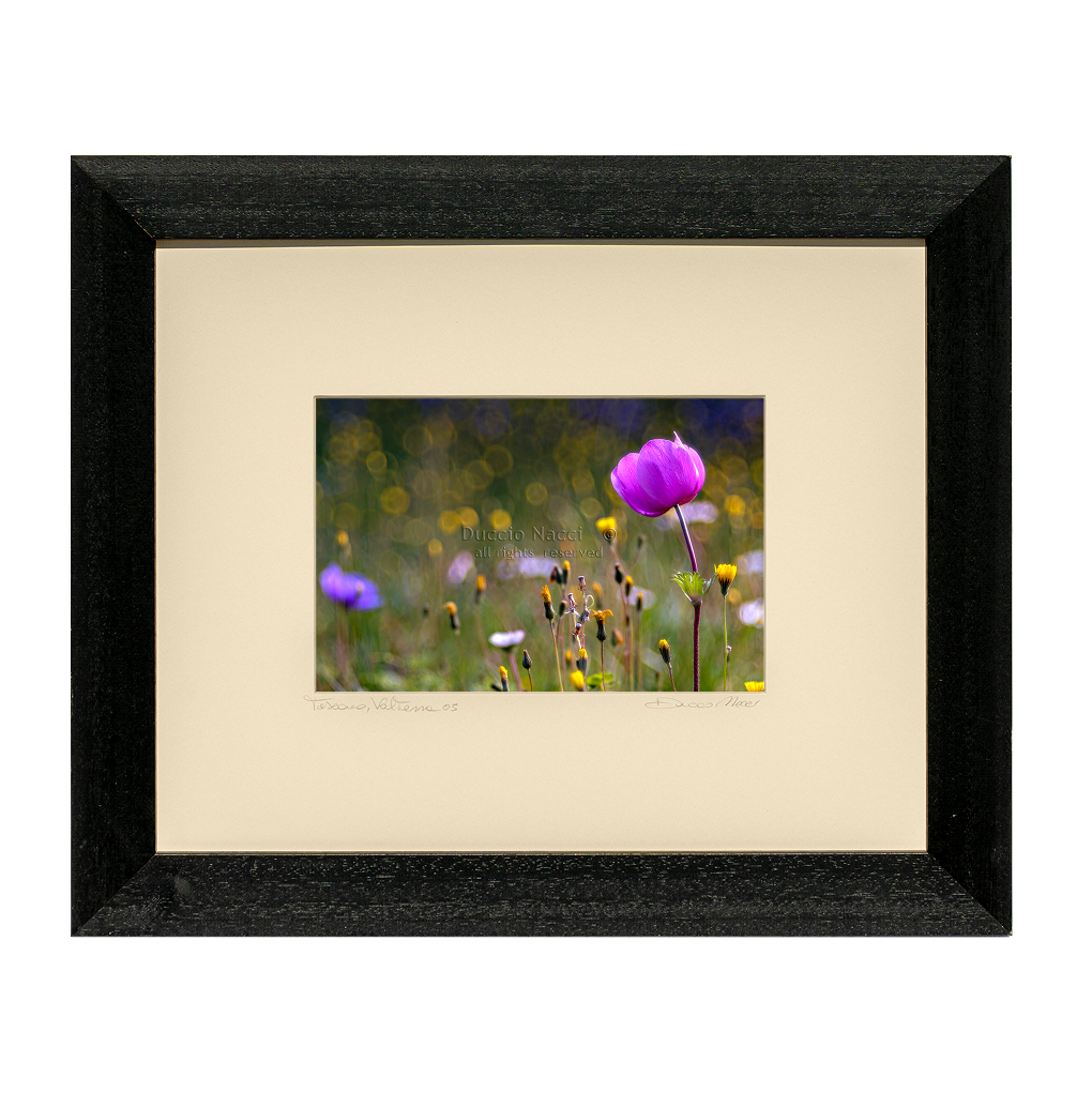 Tuscan Dawn Anemone - Duccio Nacci