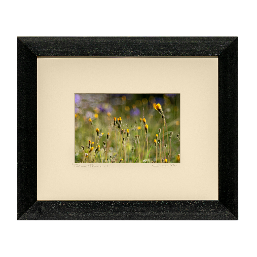 Yellow Daisy Rising - Duccio Nacci