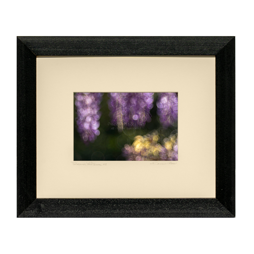 Solitary Anemone’s Song - Duccio Nacci