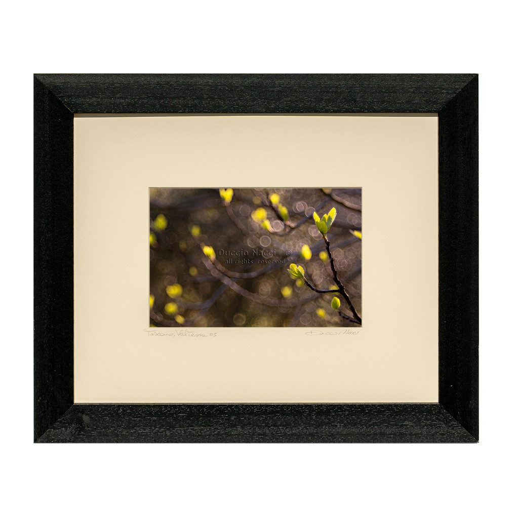 Green Lily Awakening - Duccio Nacci