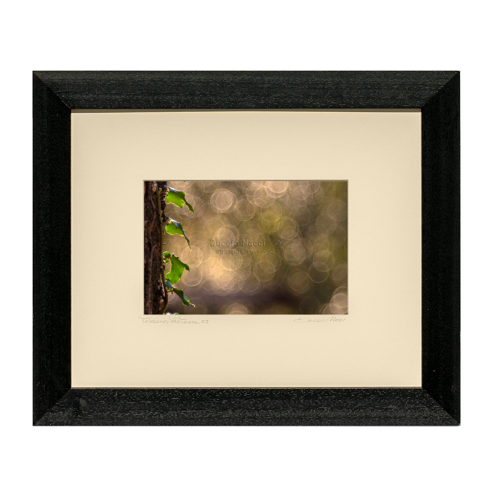 Ivy Leaves - Duccio Nacci