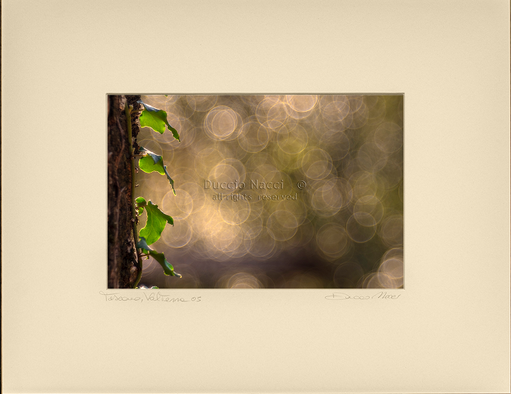 Ivy Leaves - Duccio Nacci