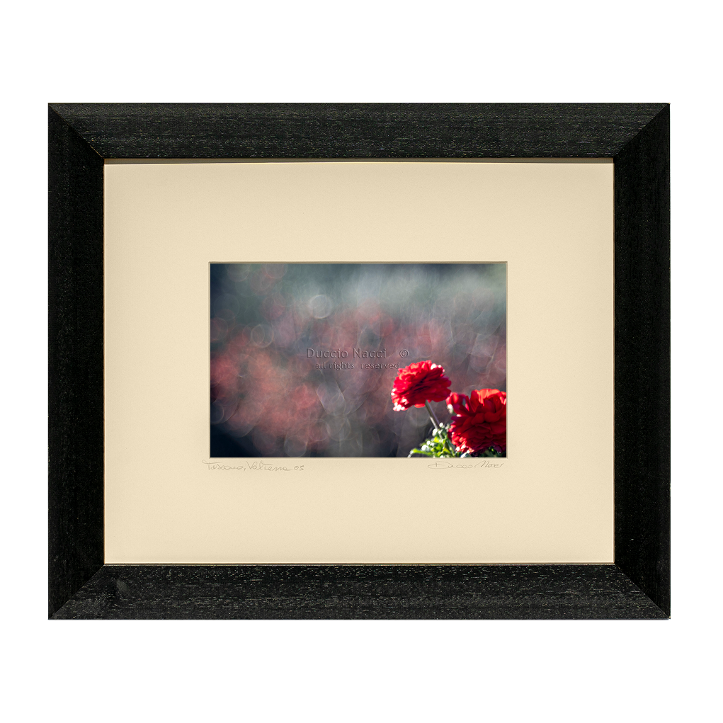 Scarlet Geranium Echoes - Duccio Nacci