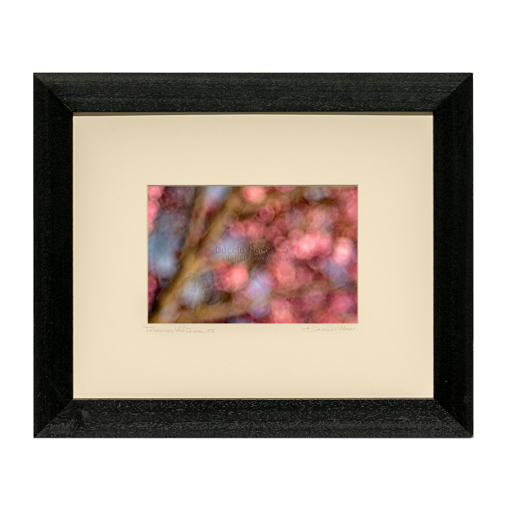 Pink Dahlia - Duccio Nacci