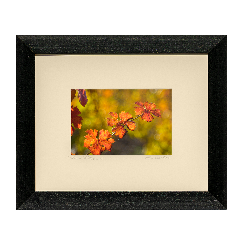 Autumnal vine leaves - Duccio Nacci