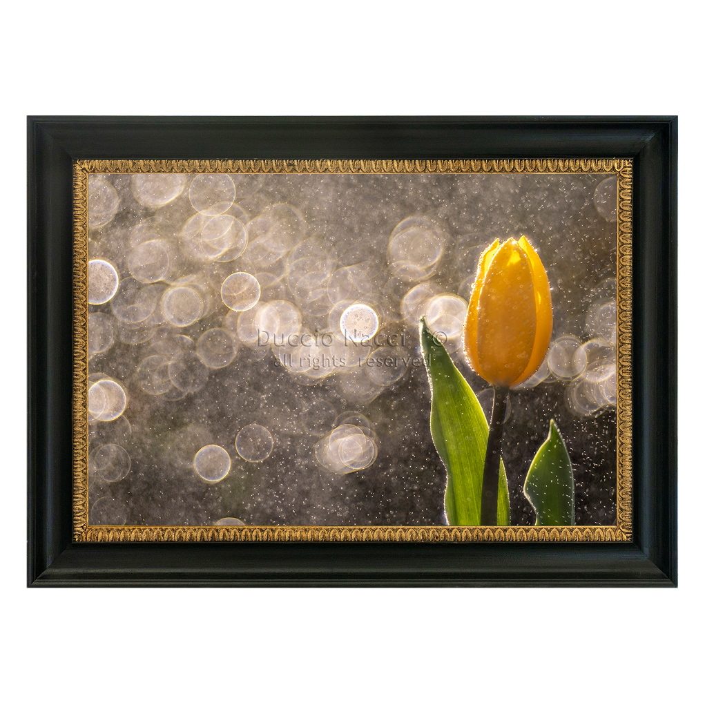 Golden Tulip in the Rain - Orizontal - Duccio Nacci