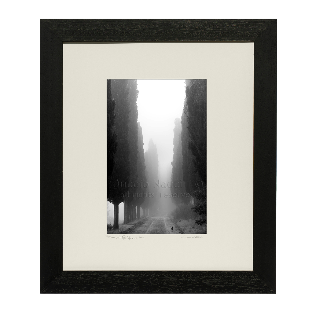 Voice of the Cypress - Duccio Nacci