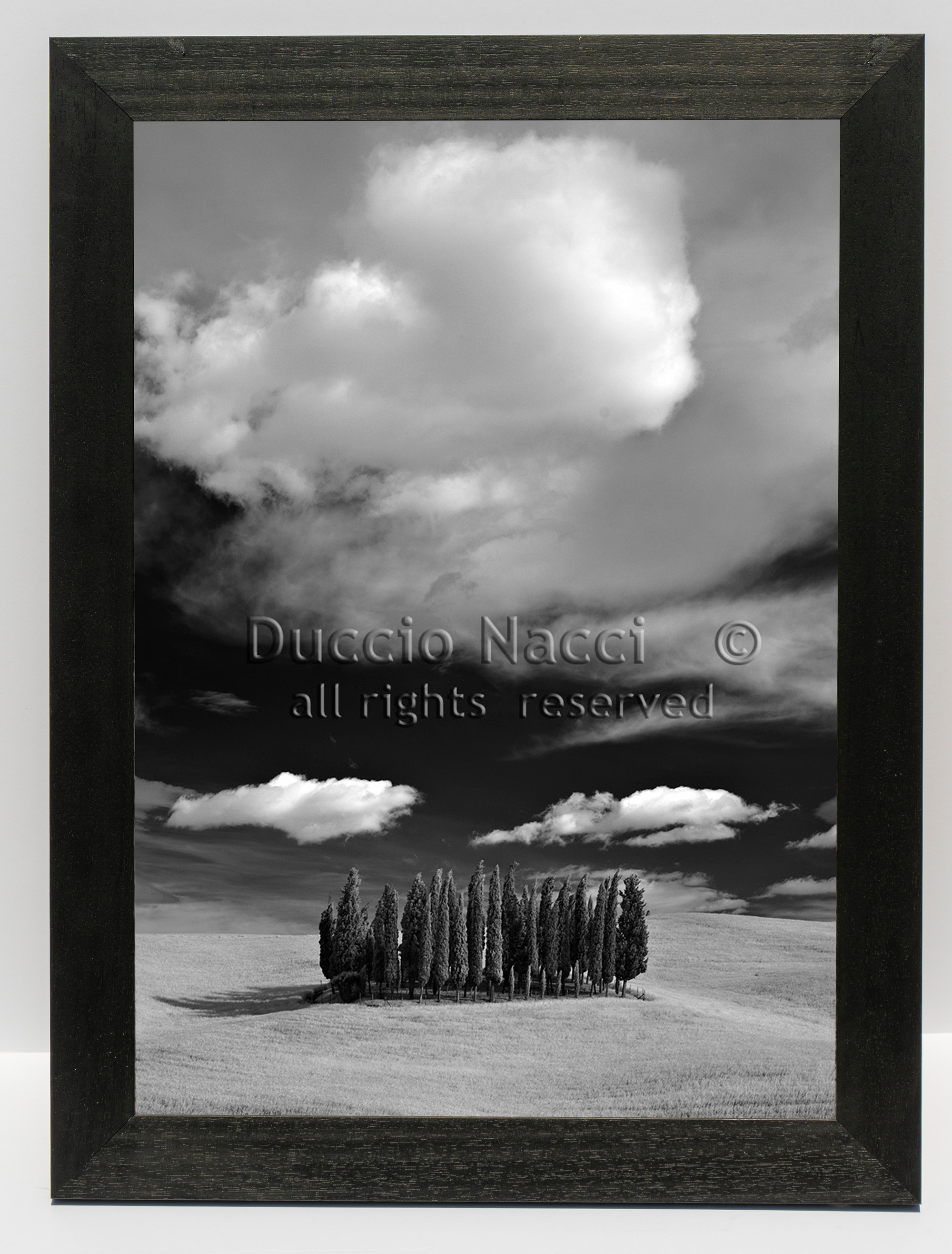 Cathedral of Cypress - Vertical - Duccio Nacci