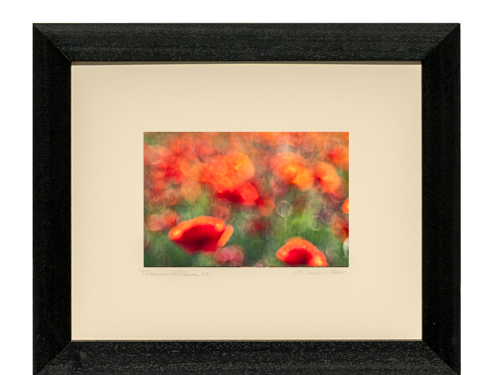 Papaveri - Duccio Nacci