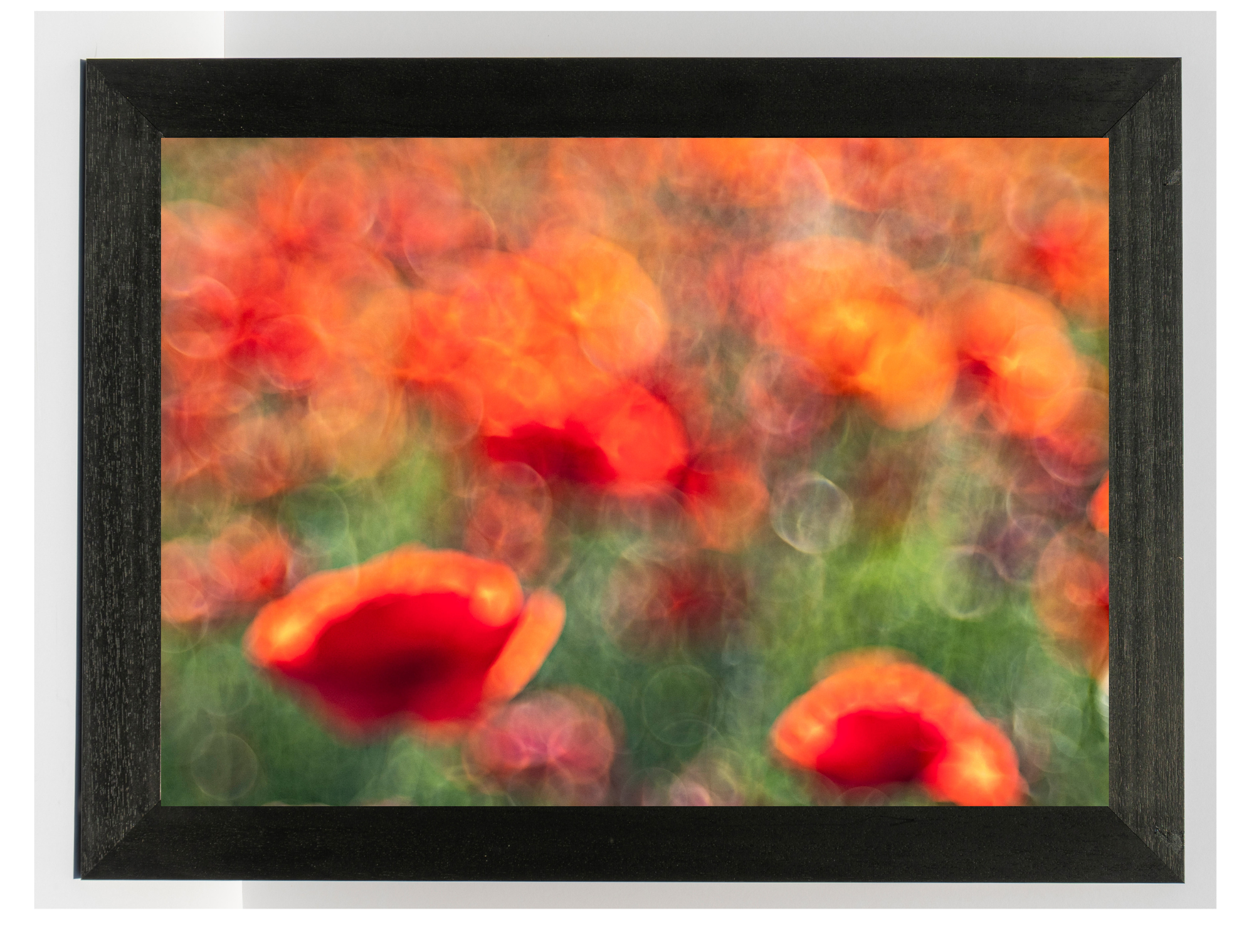 Papaveri - Duccio Nacci