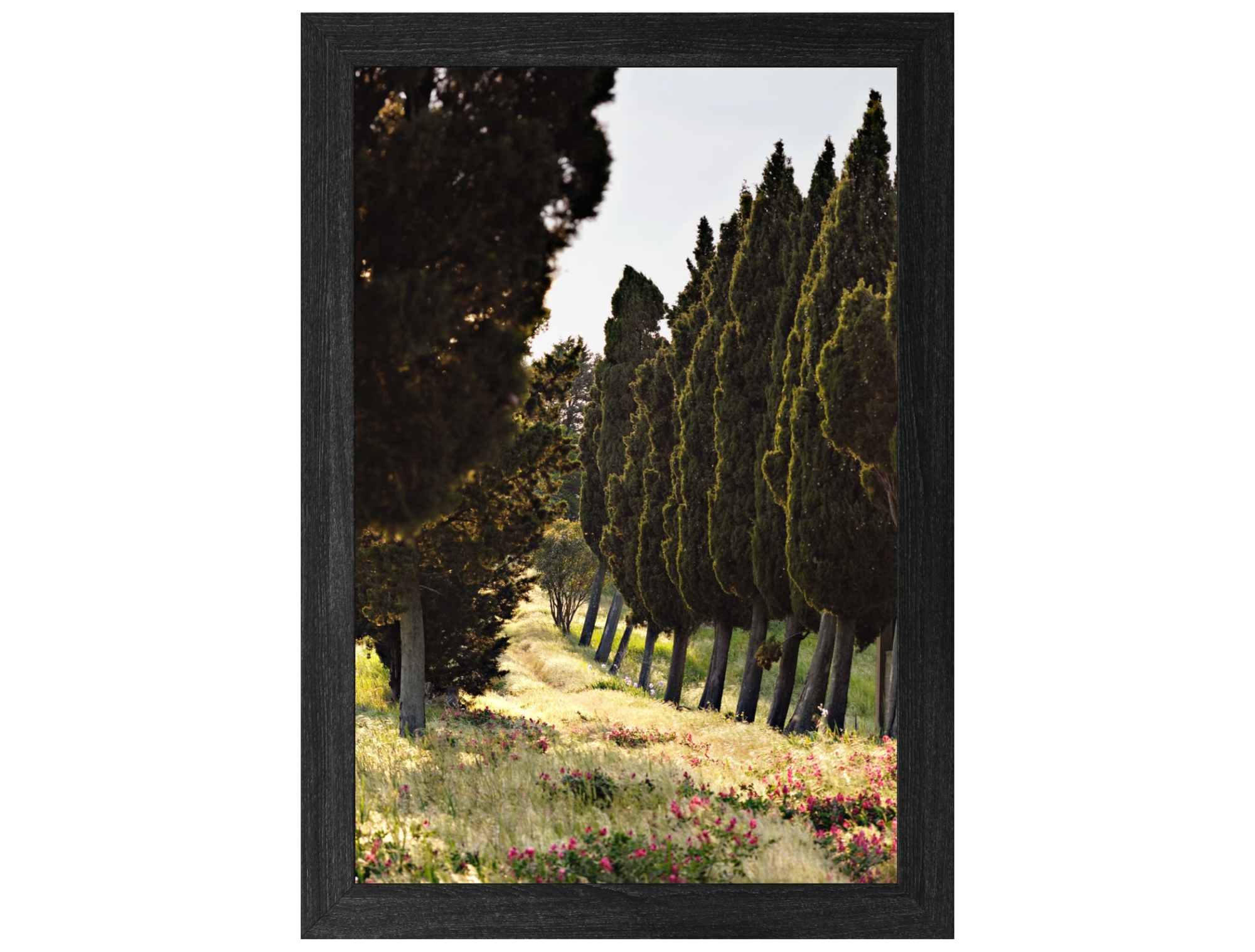 Tuscan Path - Duccio Nacci