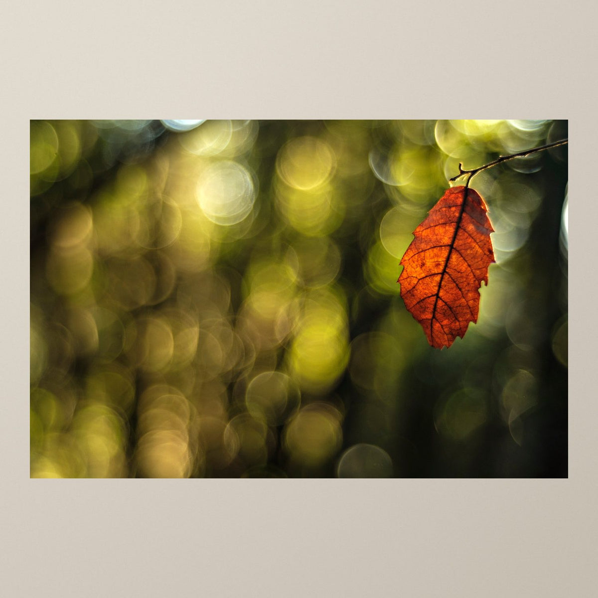 Autumn Leaf - Duccio Nacci