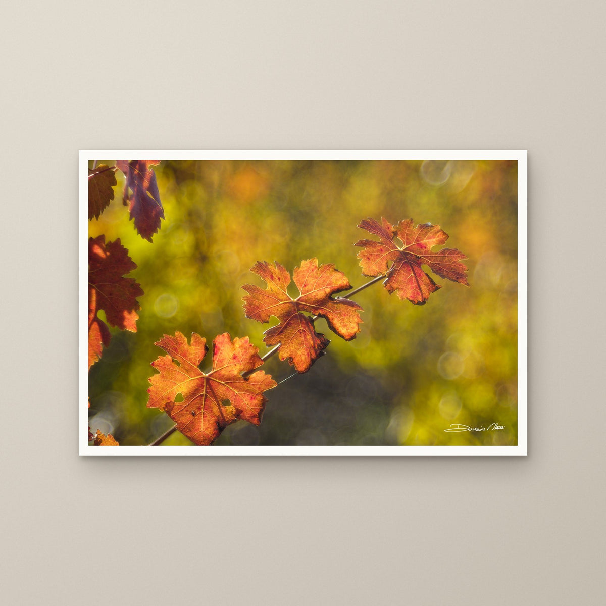 Autumnal Vine Leaves – fine art print by Duccio Nacci, size M/L/XL/XXL, print only