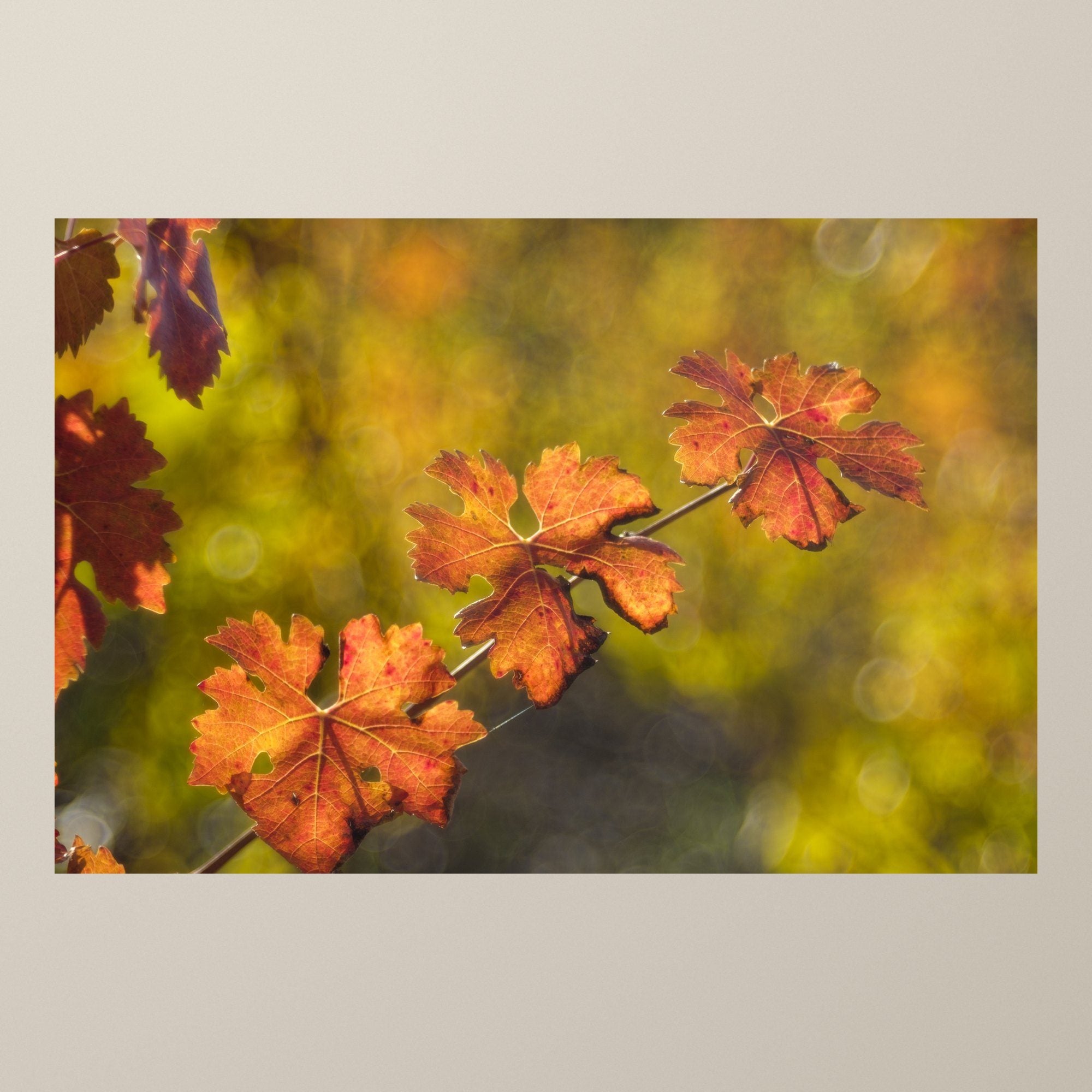 Herbstliches Weinlaub