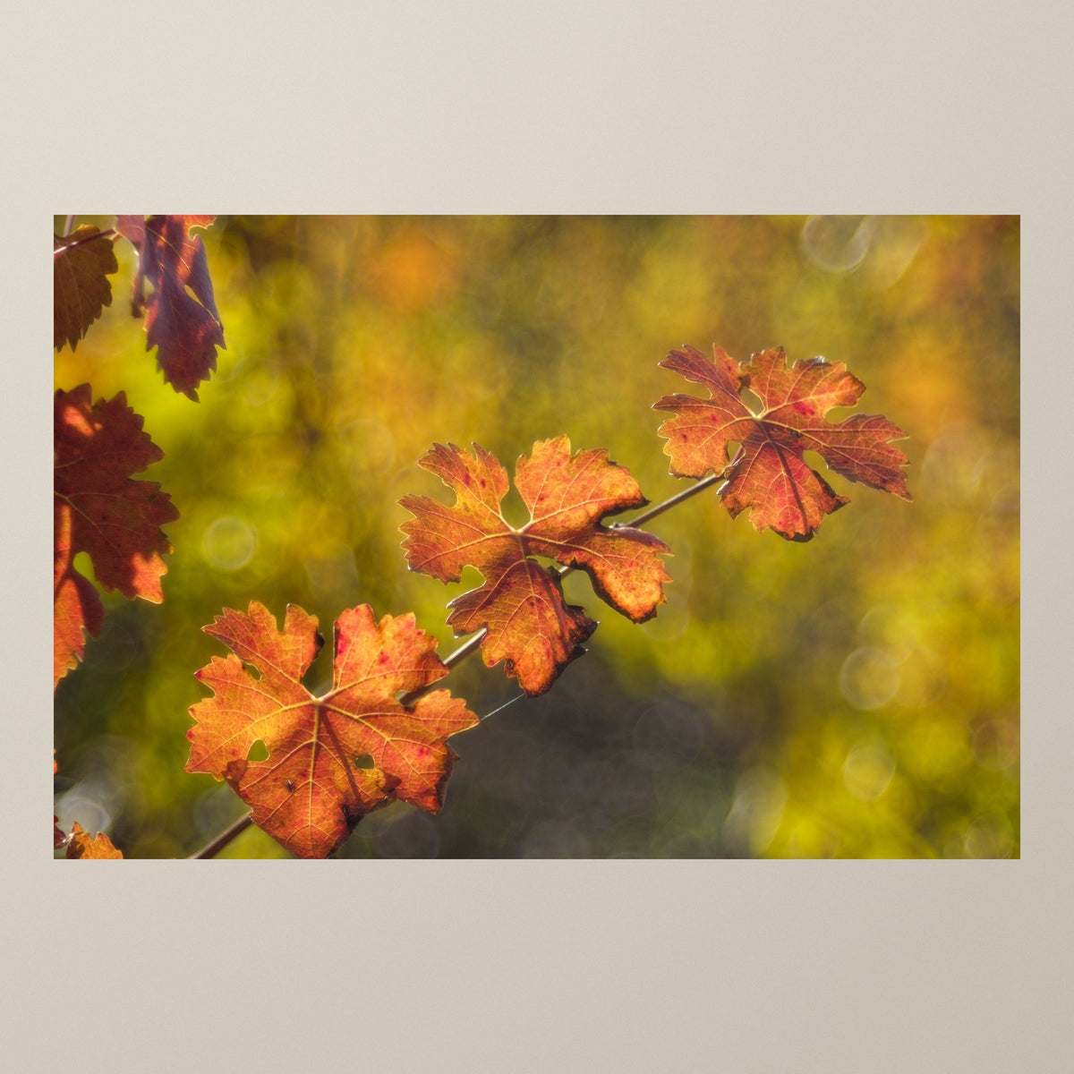 Autumnal Vine Leaves – Fiery orange and red autumn vine leaves backlit against honey-coloured bokeh – photograph by Duccio Nacci