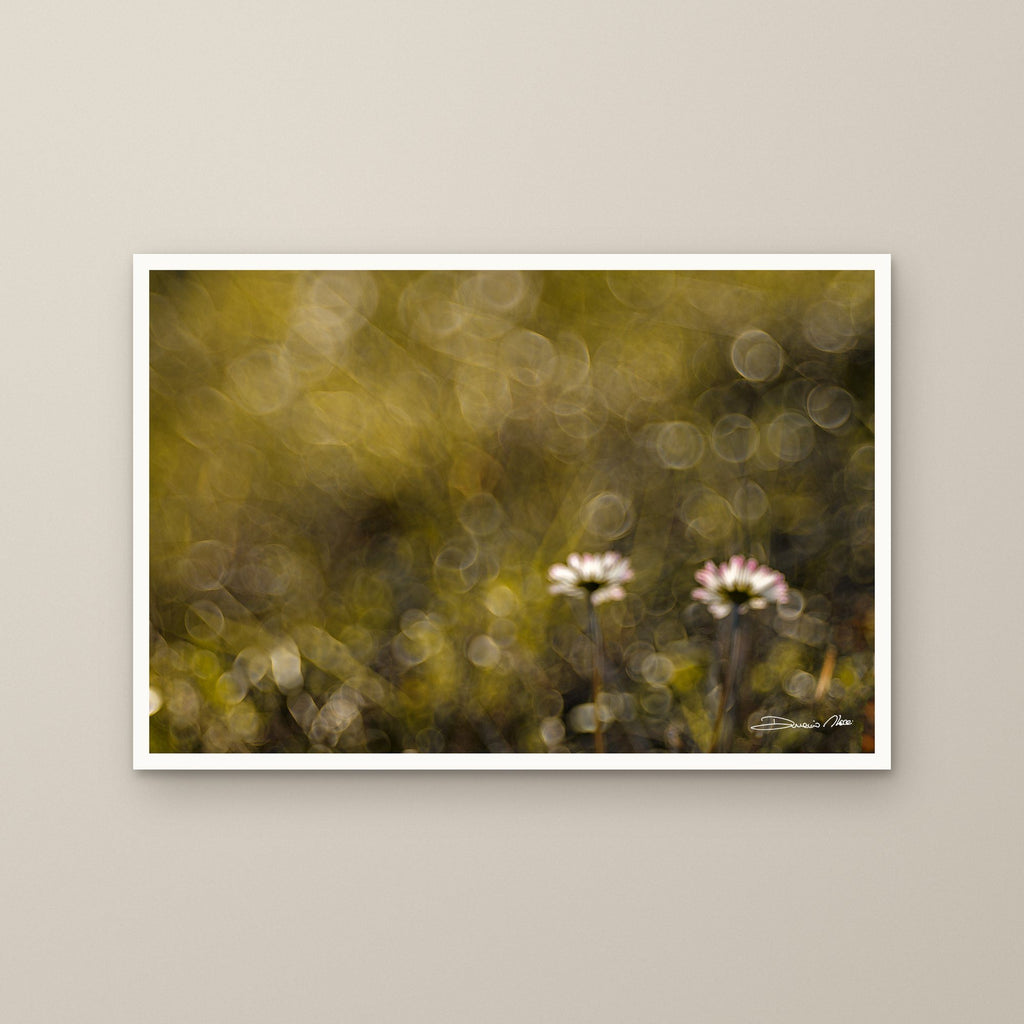 Chamomile – fine art print by Duccio Nacci, size M/L/XL/XXL, print only