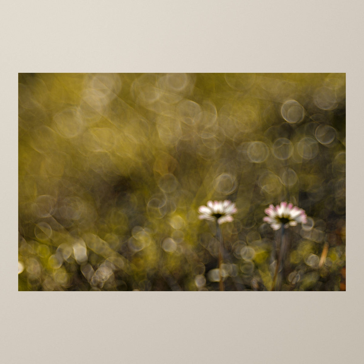 Chamomile – Two white chamomile flowers in the warm glow of late afternoon light – photograph by Duccio Nacci