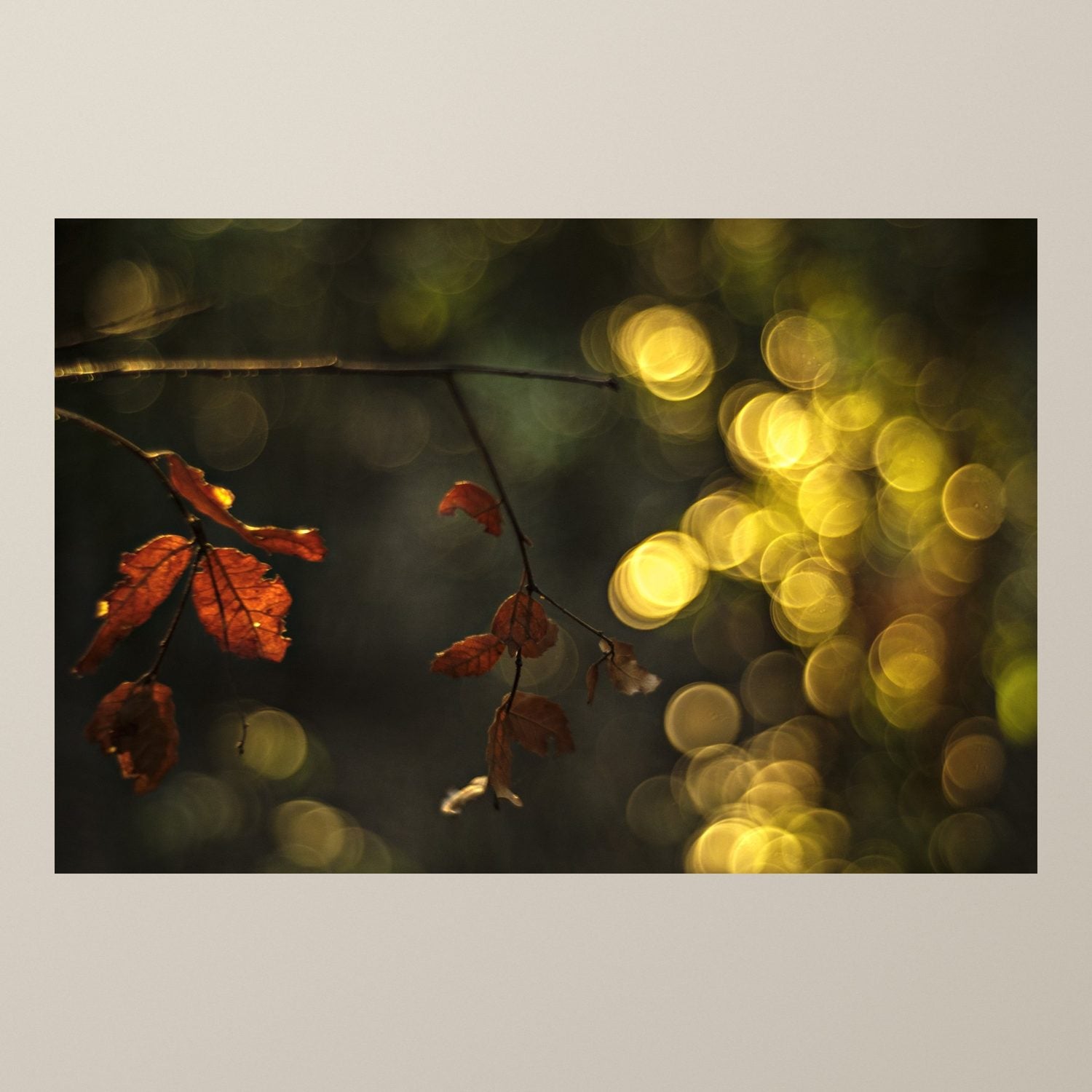 Crimson Maple Veil