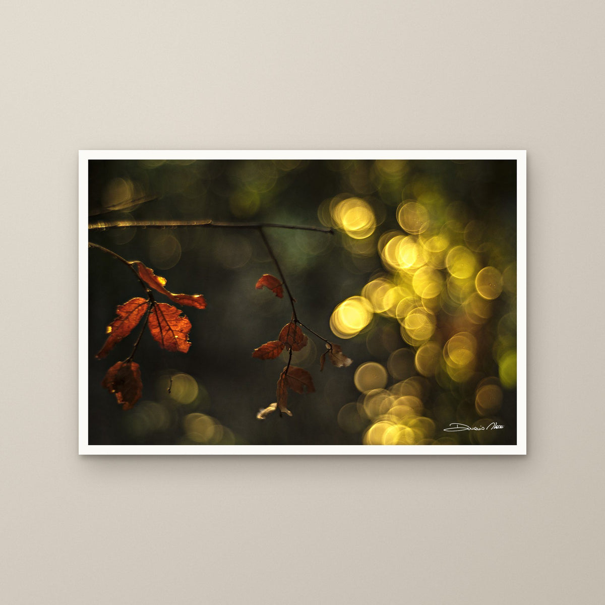 Crimson Maple Veil – fine art print by Duccio Nacci, size M/L/XL/XXL, print only