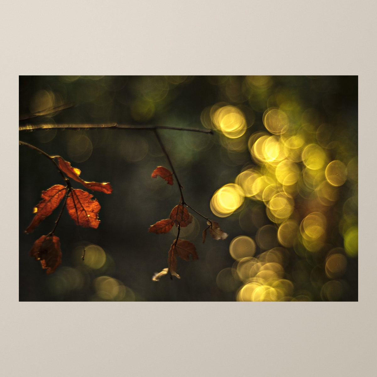 Crimson Maple Veil – A branch of red maple leaves against a dark background with golden light – photograph by Duccio Nacci