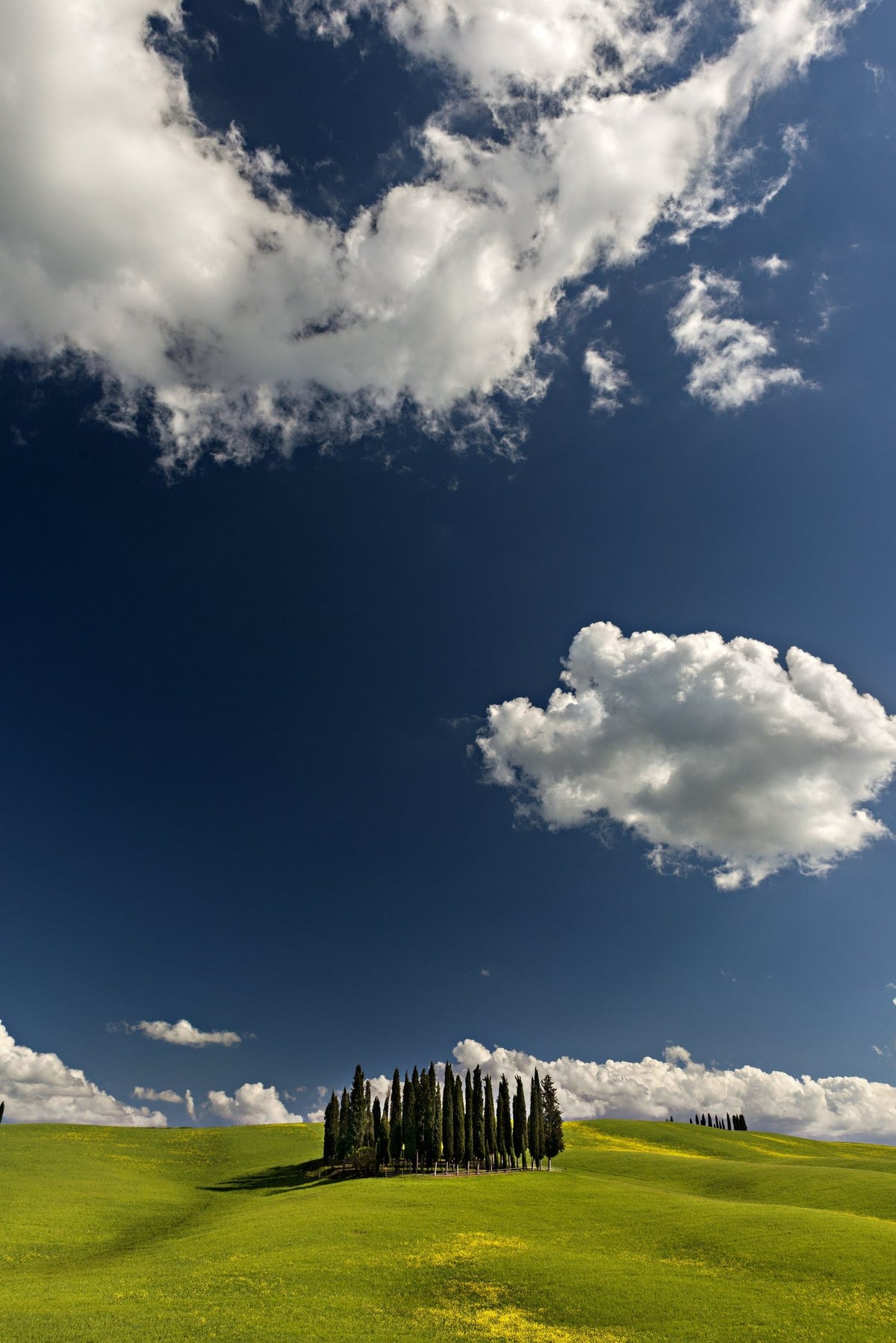 Île de cyprès - Vertical – Duccio Nacci