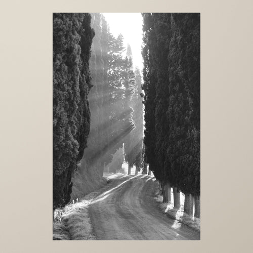 Echo of Lights – A cypress-lined road in the Tuscan hills, light breaking through the trees – photograph by Duccio Nacci