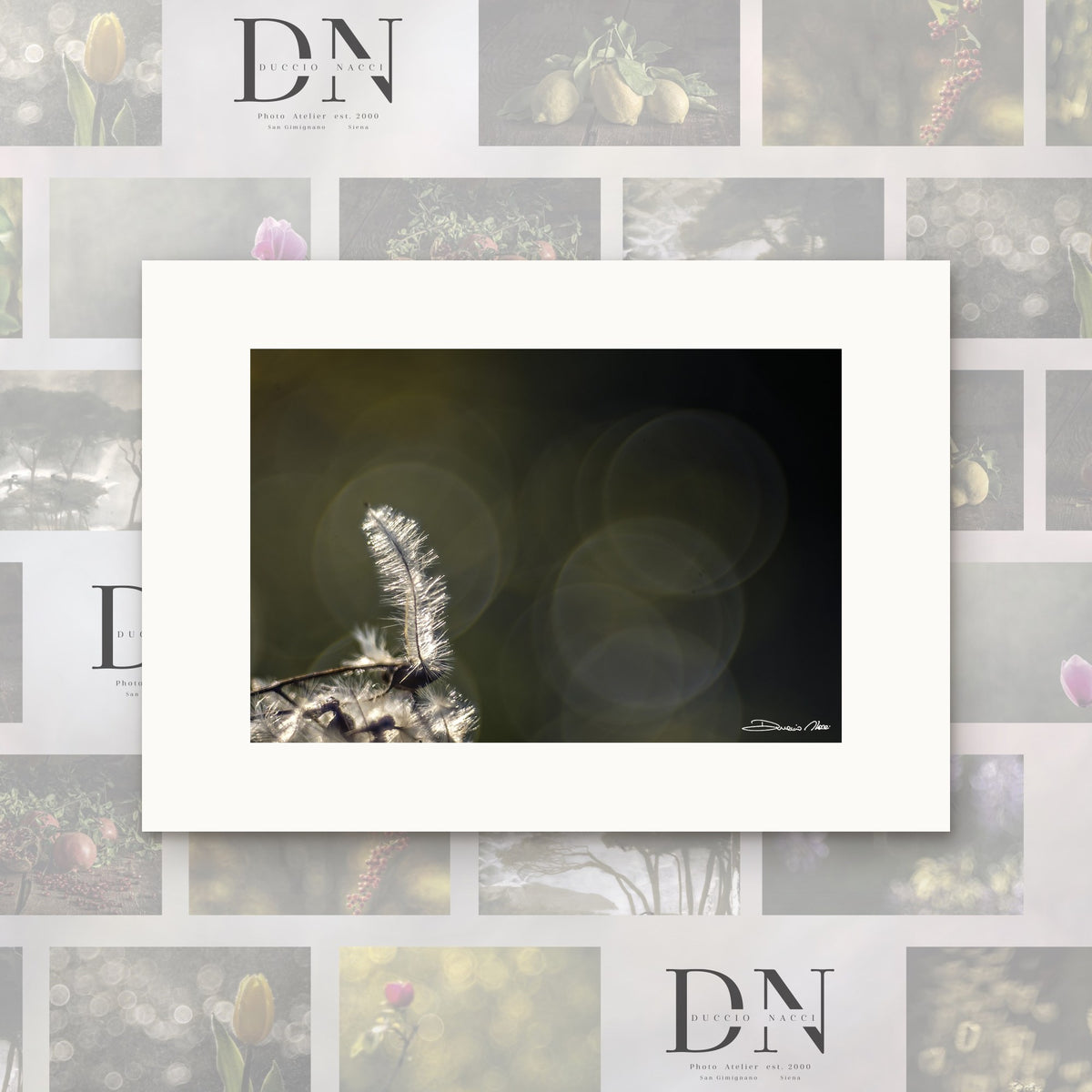 Solitary Featherlight – fine art print by Duccio Nacci, size XS, print only on A2 paper (42 × 59.4 cm)
