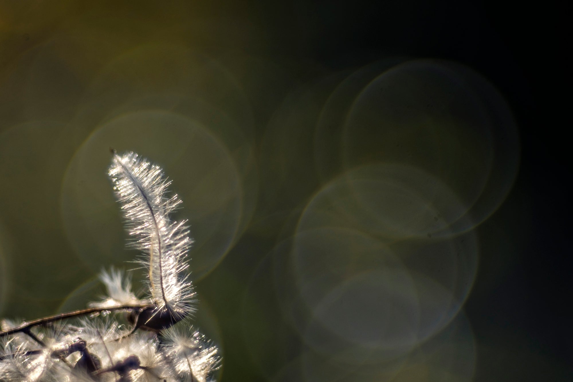 Solitary Featherlight - Duccio Nacci
