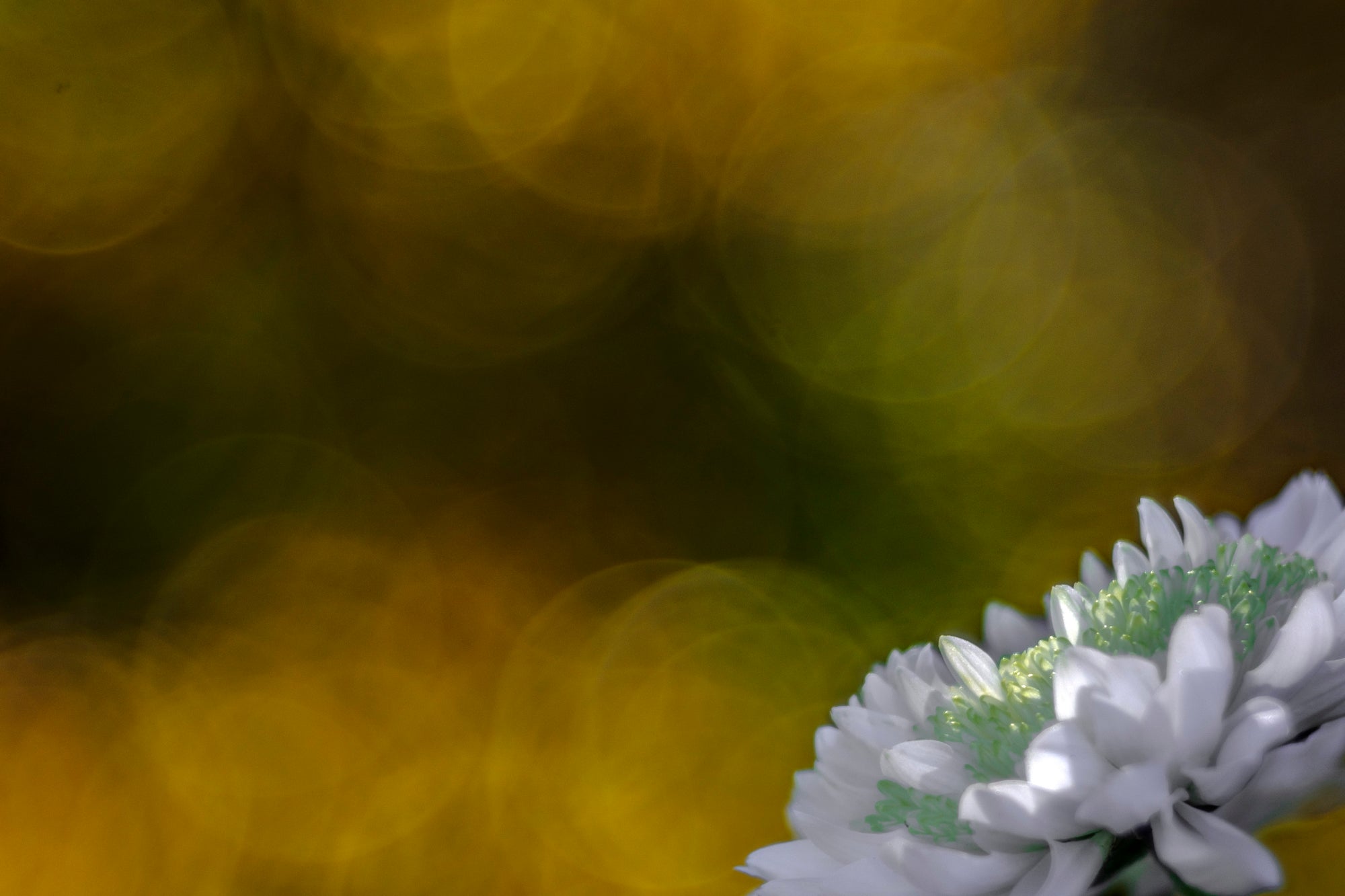 White Daisy - Duccio Nacci