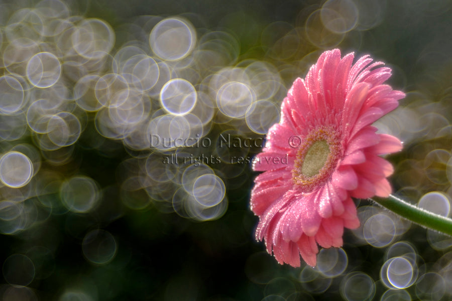 La Valse matinale du gerbera