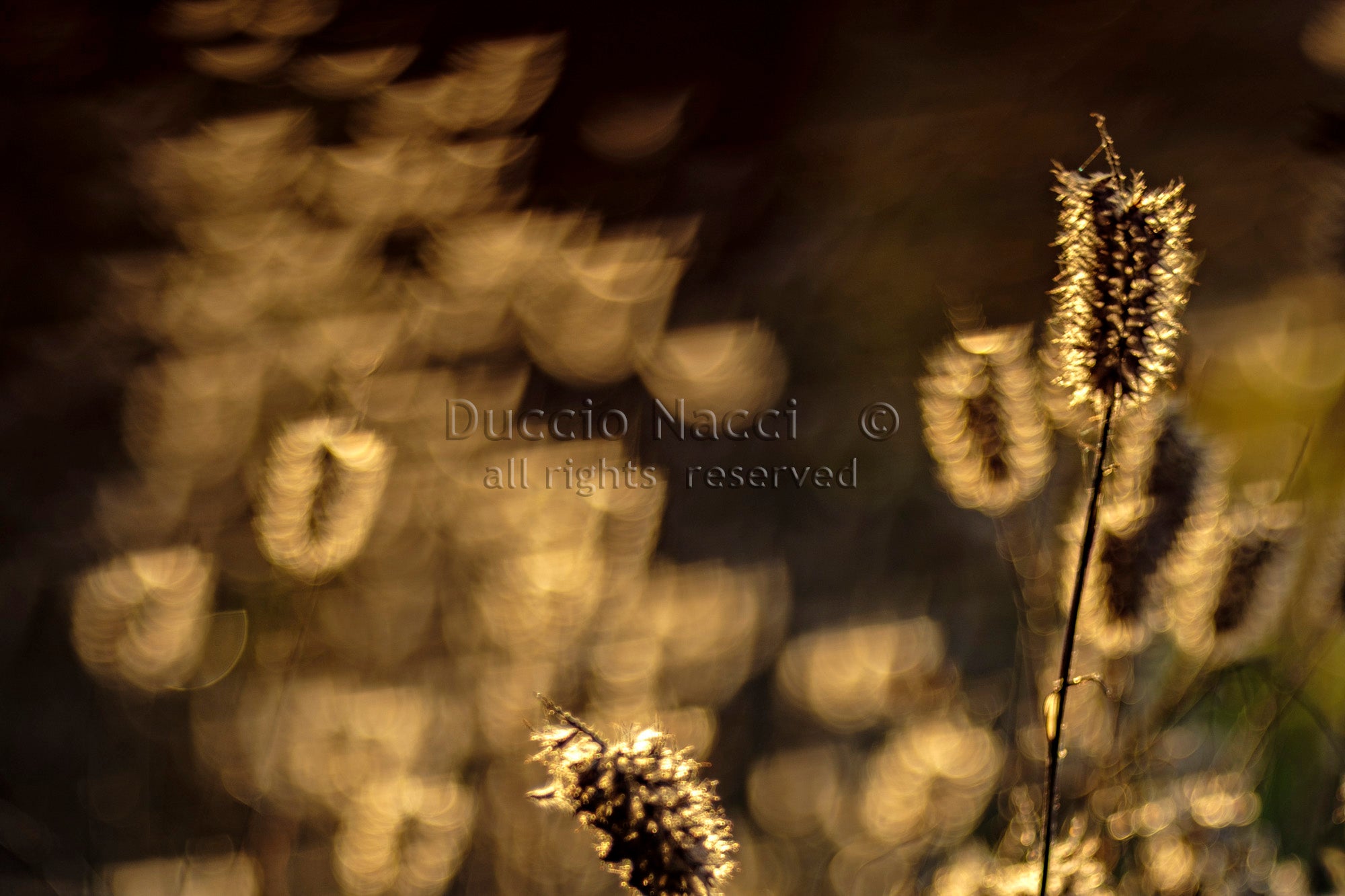Foxtail Grasses - Duccio Nacci