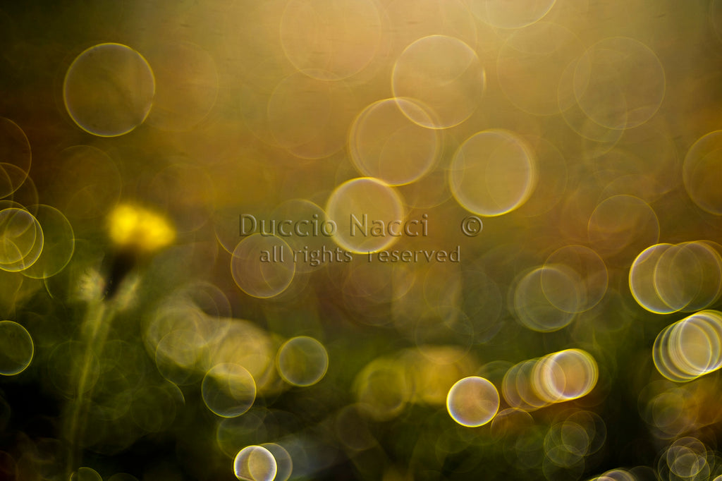 Yellow Hawkweed Bud - Duccio Nacci