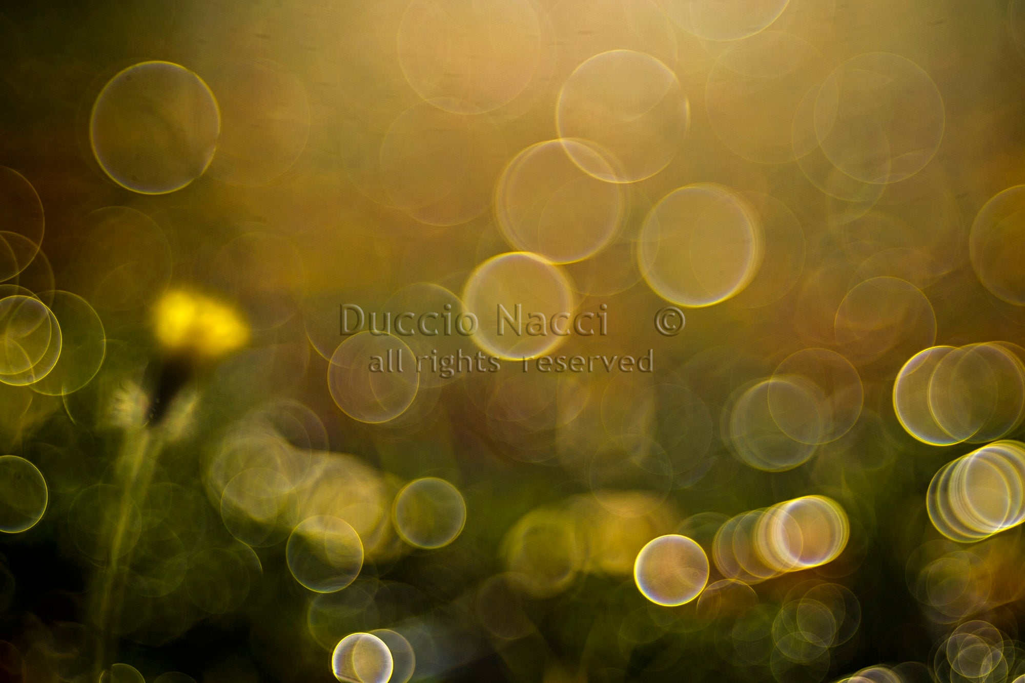 Yellow Hawkweed Bud - Duccio Nacci