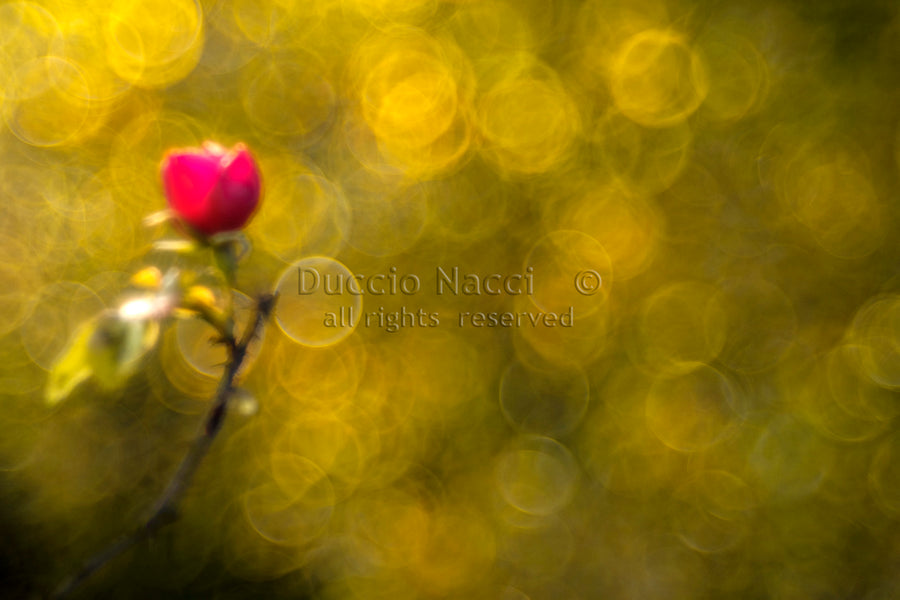 Bouton de rose cramoisi