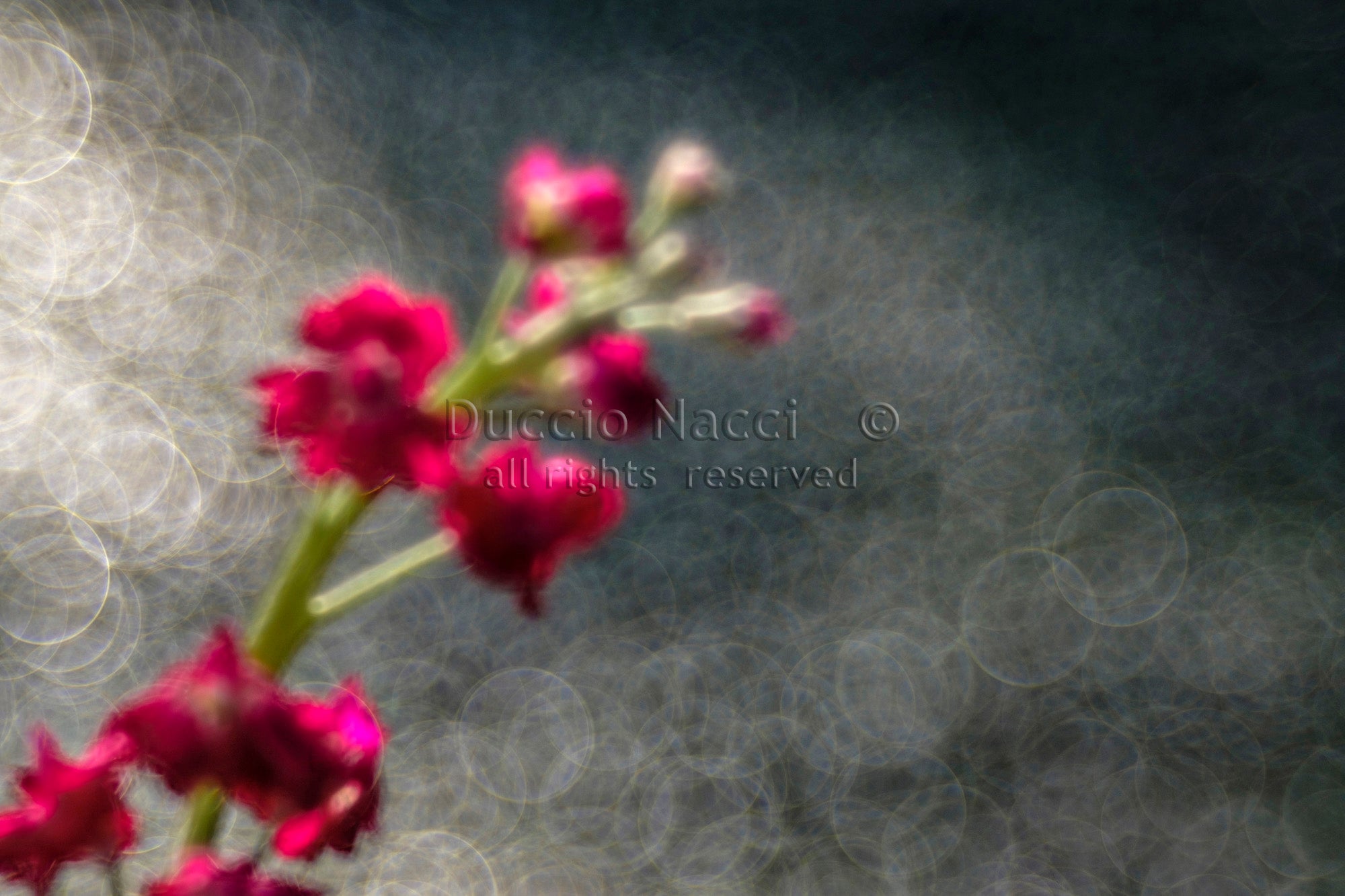 Evening Blush Rose - Duccio Nacci