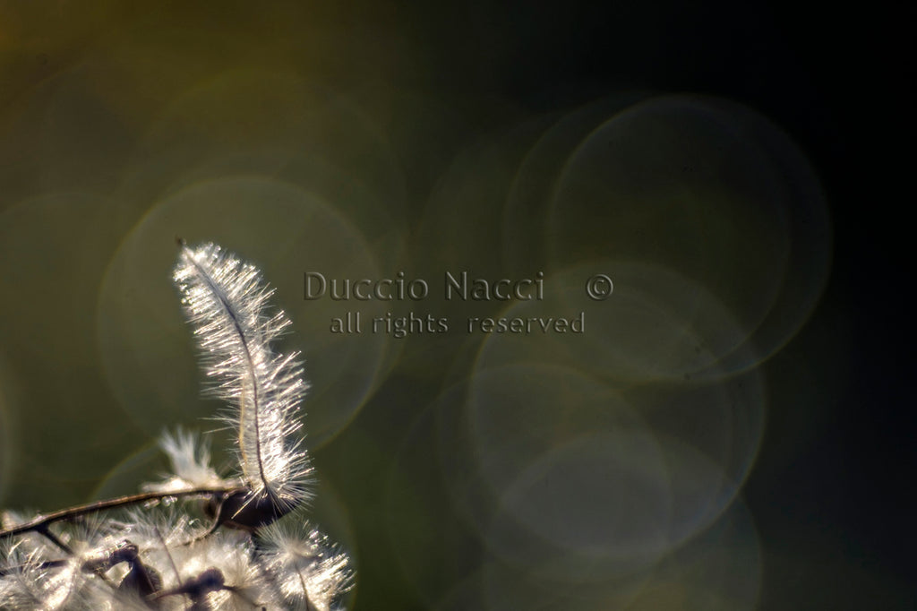 Solitary Featherlight - Duccio Nacci