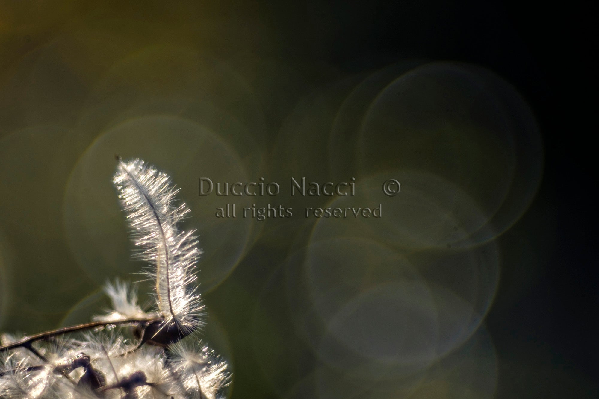 Solitary Featherlight - Duccio Nacci