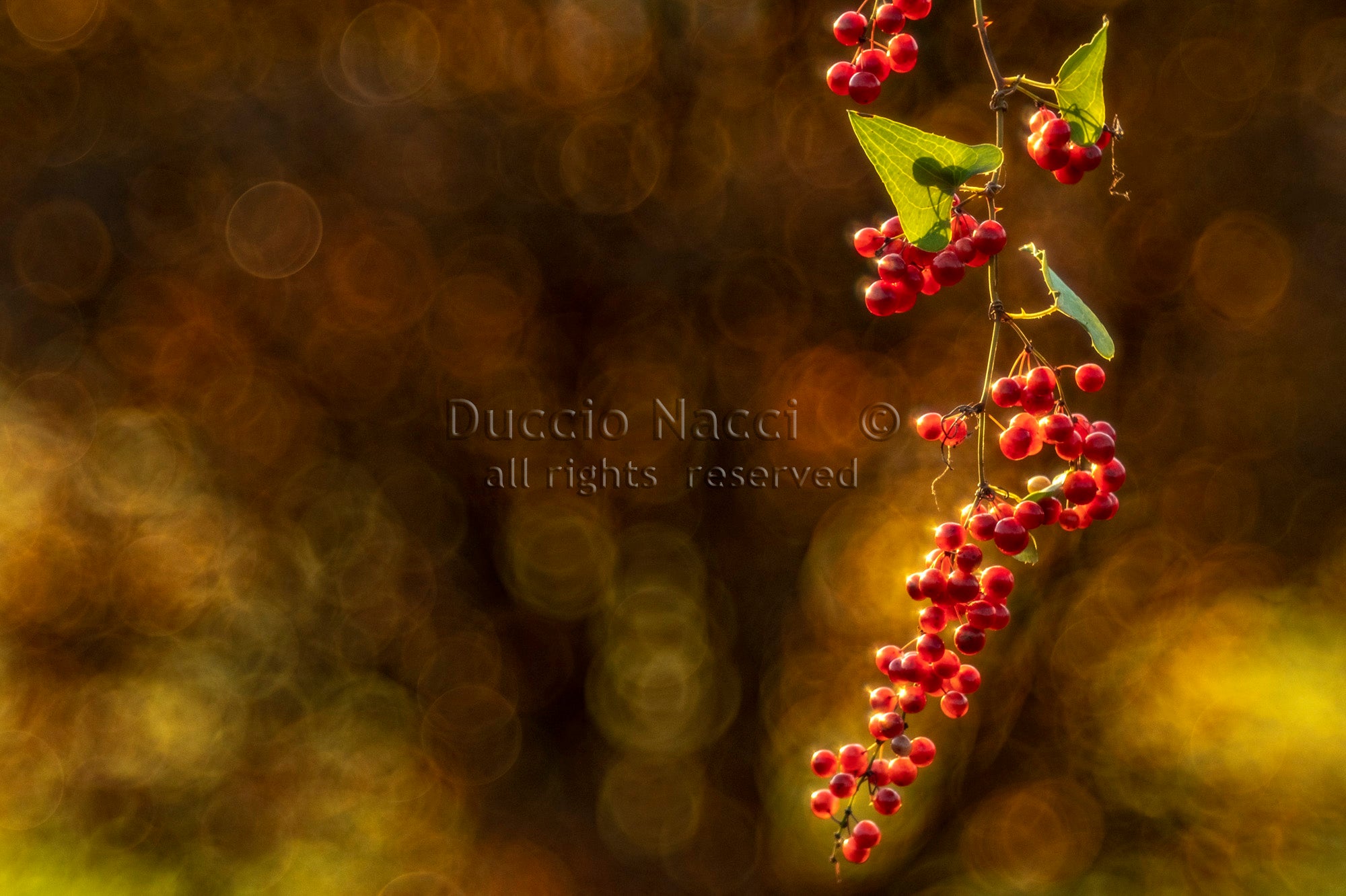 Fiery Red Berries - Duccio Nacci